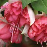 Фуксия Полуампельная Peachy от Завода ФЛОРА