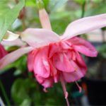 Фуксия Полуампельная Peachy - фото 1 от Завода ФЛОРА