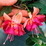 Фуксия Ампельная Marbeller Double Salmon Orange от Завода ФЛОРА