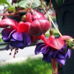 Фуксия Кустовая Gillian Anthea от Завода ФЛОРА