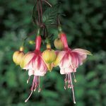 Фуксия Кустовая Southgate от Завода ФЛОРА