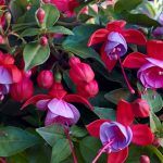 Фуксия Полуампельная Bella Lydia от Завода ФЛОРА