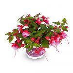 Фуксия Полуампельная Bella Lydia - фото 2 от Завода ФЛОРА