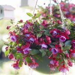 Фуксия Полуампельная Bella Lydia - фото 1 от Завода ФЛОРА