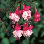 Фуксия Кустовая Tausendschon от Завода ФЛОРА