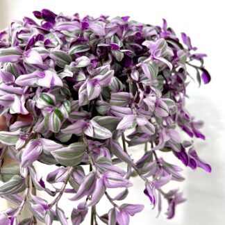 Традесканция Spring Splash от Завода ФЛОРА