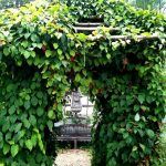 Лимонник Китайский - фото 2 от Завода ФЛОРА