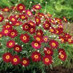 Аргирантемум Madeira Red от Завода ФЛОРА