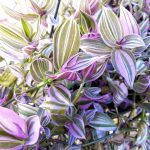 Традесканция Fluminensis Lilac - фото 1 от Завода ФЛОРА