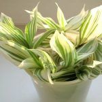 Традесканция Quicksilver - фото 1 от Завода ФЛОРА