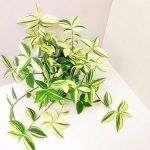 Традесканция Yellow Hill - фото 1 от Завода ФЛОРА