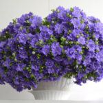 Кампанула махровая 0,1л от Завода ФЛОРА