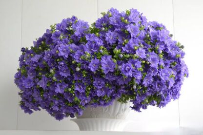 Кампанула махровая 0,1л от Завода ФЛОРА