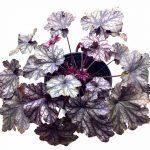 Гейхера Гибридная - фото 3 от Завода ФЛОРА