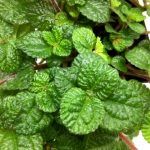 Пилея Монетолистная - фото 3 от Завода ФЛОРА