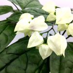 Клеродендрум Томсона - фото 2 от Завода ФЛОРА