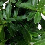 Хебе  0,1л - фото 1 от Завода ФЛОРА