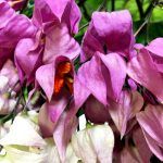 Клеродендрум Томсона - фото 3 от Завода ФЛОРА