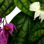 Клеродендрум Томсона - фото 4 от Завода ФЛОРА