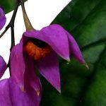 Клеродендрум Томсона - фото 5 от Завода ФЛОРА