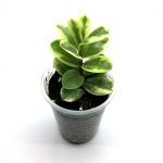 Хебе Вариегатный - фото 3 от Завода ФЛОРА