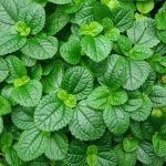 Пилея Монетолистная от Завода ФЛОРА