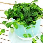 Пилея Монетолистная - фото 2 от Завода ФЛОРА