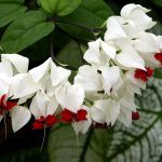 Клеродендрум Томсона от Завода ФЛОРА