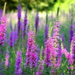 Котовник Фассена Walker's Low - фото 6 от Завода ФЛОРА