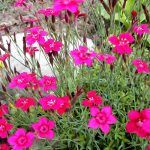 Гвоздика травянка от Завода ФЛОРА