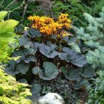 Бузульник зубчатый Дездемона от Завода ФЛОРА