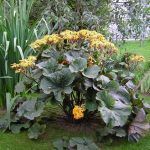 Бузульник зубчатый Дездемона - фото 1 от Завода ФЛОРА