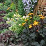 Бузульник зубчатый Дездемона - фото 2 от Завода ФЛОРА