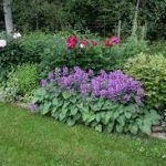 Буквица крупноцветковая Superba - фото 1 от Завода ФЛОРА