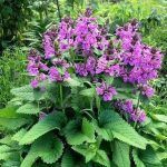 Буквица крупноцветковая Superba от Завода ФЛОРА