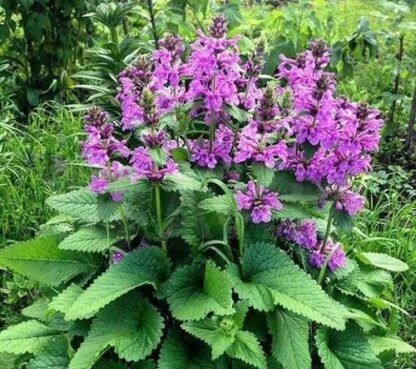 Буквица крупноцветковая Superba от Завода ФЛОРА