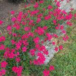 Гвоздика травянка - фото 1 от Завода ФЛОРА