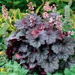 Гейхера от Завода ФЛОРА