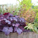 Гейхера - фото 1 от Завода ФЛОРА