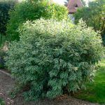 Дерен Аlba - фото 1 от Завода ФЛОРА