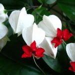 Клеродендрум Томсона - фото 6 от Завода ФЛОРА