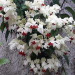 Клеродендрум Томсона - фото 7 от Завода ФЛОРА