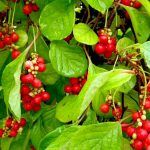 Лимонник Китайский от Завода ФЛОРА