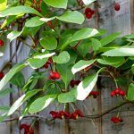 Лимонник Китайский - фото 1 от Завода ФЛОРА