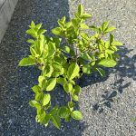 Лимонник Китайский - фото 4 от Завода ФЛОРА