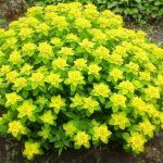 Молочай многоцветковый Senior от Завода ФЛОРА