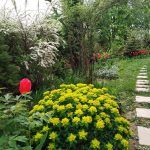 Молочай многоцветковый Senior - фото 2 от Завода ФЛОРА