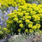 Молочай многоцветковый Senior - фото 1 от Завода ФЛОРА