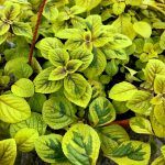 Плектрантус Тroy's Gold от Завода ФЛОРА