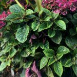 Плектрантус Реснитчатый - фото 1 от Завода ФЛОРА